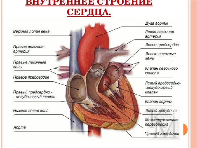 Внутреннее строение сердца. 