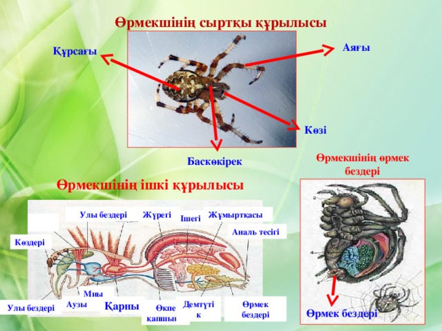Өрмекшінің сыртқы құрылысы Аяғы Құрсағы Көзі Өрмекшінің өрмек бездері Баскөкірек Өрмекшінің ішкі құрылысы Жұмыртқасы Улы бездері Жүрегі Ішегі Аналь тесігі Көздері Миы Өрмек бездері Аузы Қарны  Демтүтік Өкпе қапшығы Улы бездері Өрмек бездері  
