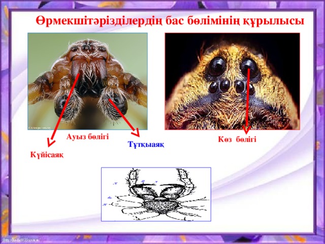 Өрмекшітәрізділердің бас бөлімінің құрылысы Ауыз бөлігі Көз бөлігі Тұтқыаяқ  Күйісаяқ  