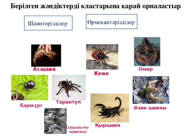 Берілген жәндіктерді кластарына қарай орналастыр Өрмекшітәрізділер Шаянтәрізділер Асшаян Омар Кене Тарантул Қаракұрт Өзен шаяны Қыршаян Шаршылы өрмекші 