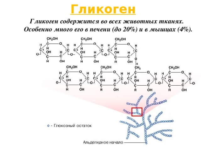 Гликоген Гликоген содержится во всех животных тканях. Особенно много его в печени (до 20%) и в мышцах (4%). 