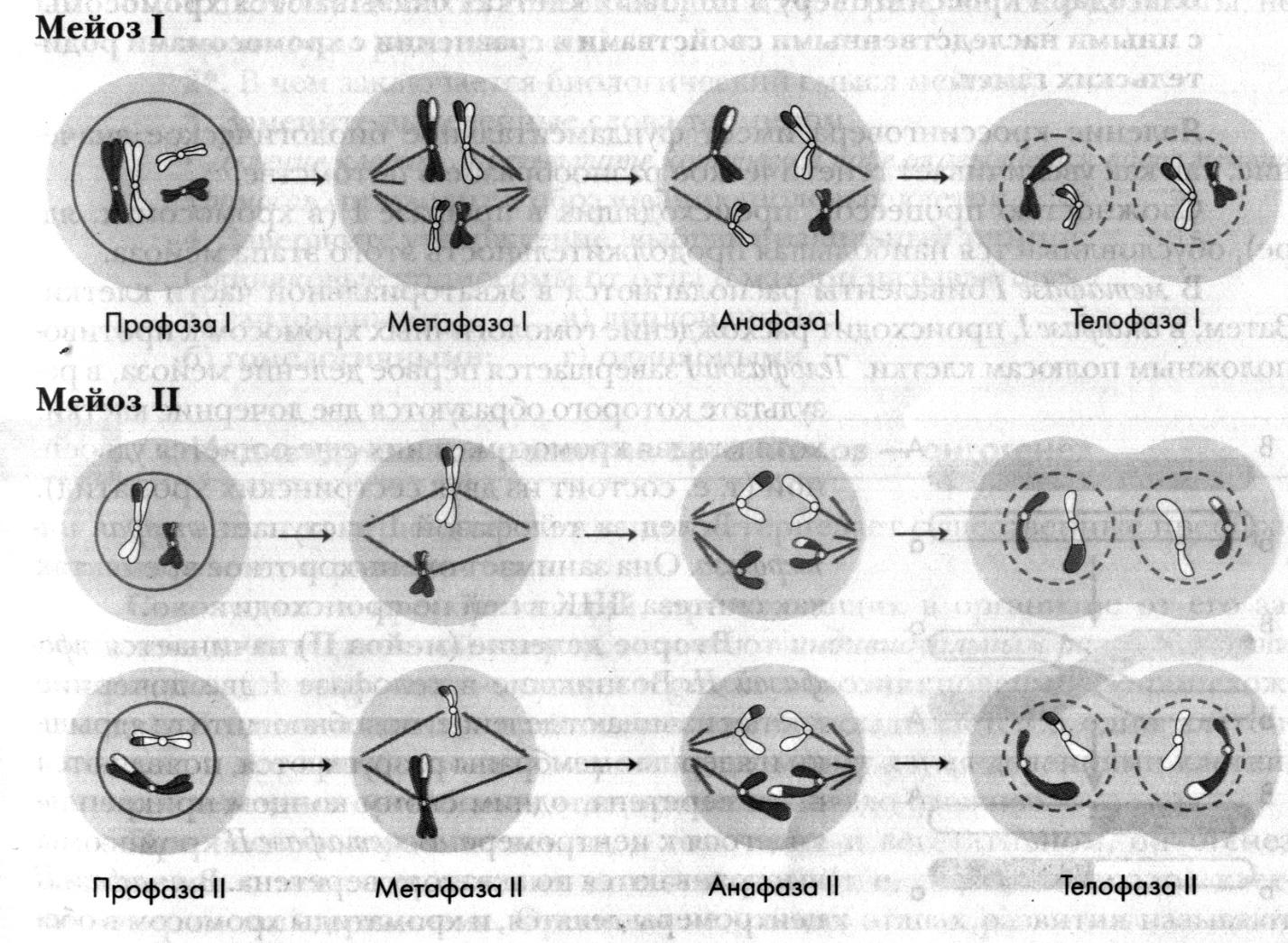 Какая фаза митоза изображена на рисунке анафаза телофаза метафаза профаза