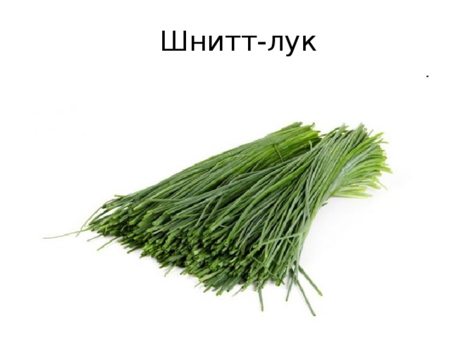 Шнитт-лук
