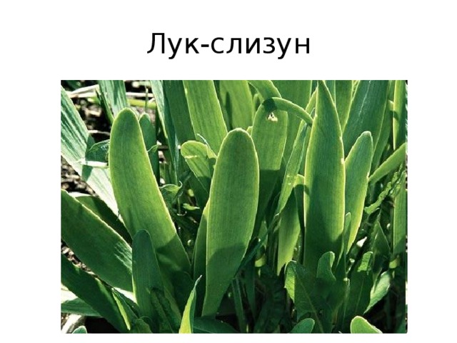 Лук-слизун