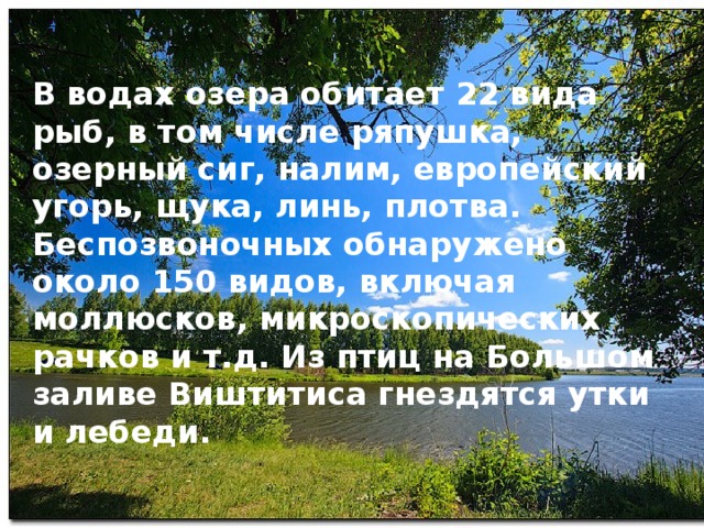 В водах озера обитает 22 вида рыб, в том числе ряпушка, озерный сиг, налим, европейский угорь, щука, линь, плотва. Беспозвоночных обнаружено около 150 видов, включая моллюсков, микроскопических рачков и т.д. Из птиц на Большом заливе Виштитиса гнездятся утки и лебеди. 