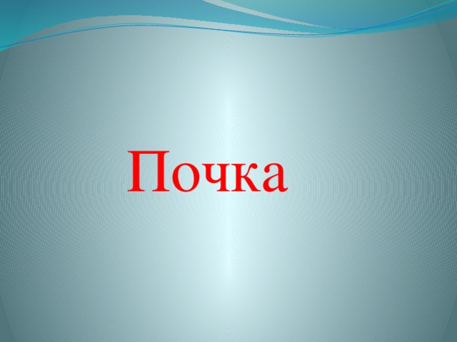 Почка 