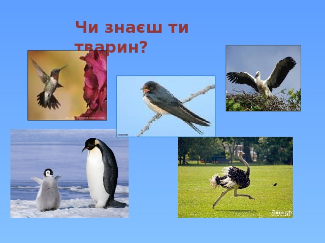 Чи знаєш ти тварин? 