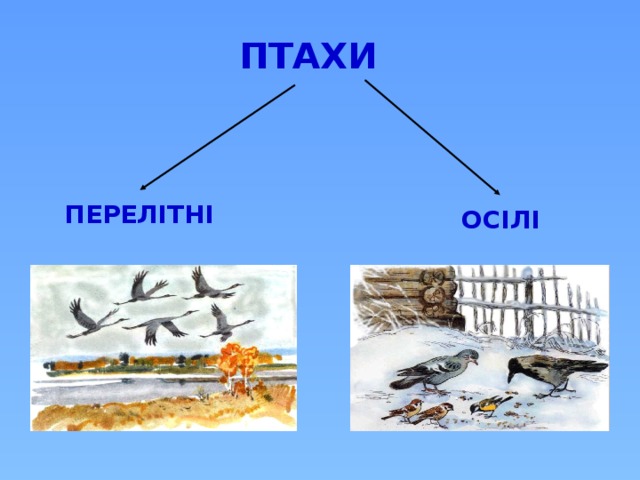 ПТАХИ      ПЕРЕЛІТНІ     ОСІЛІ 