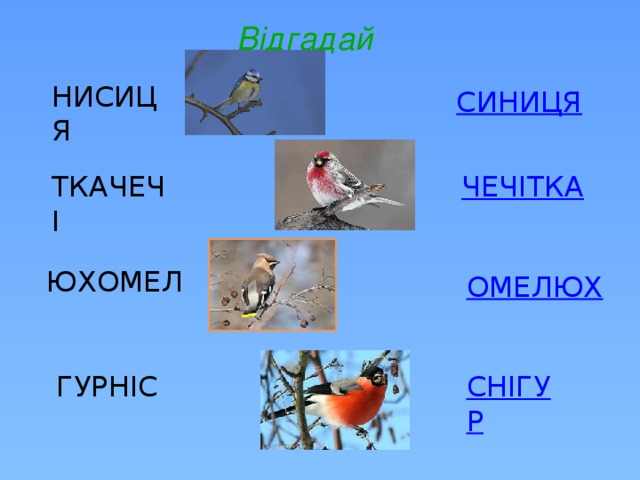 Відгадай НИСИЦЯ ТКАЧЕЧІ ЮХОМЕЛ ГУРНІС 