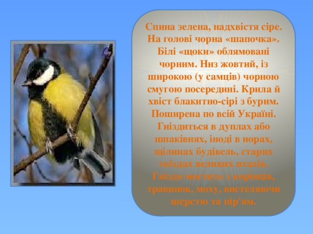 Спина зелена, надхвістя сіре. На голові чорна «шапочка». Білі «щоки» облямовані чорним. Низ жовтий, із широкою (у самців) чорною смугою посередині. Крила й хвіст блакитно-сірі з бурим. Поширена по всій Україні. Гніздиться в дуплах або шпаківнях, іноді в норах, щілинах будівель, старих гніздах великих птахів. Гніздо мостить з корінців, травинок, моху, вистеляючи шерстю та пір'ям. 