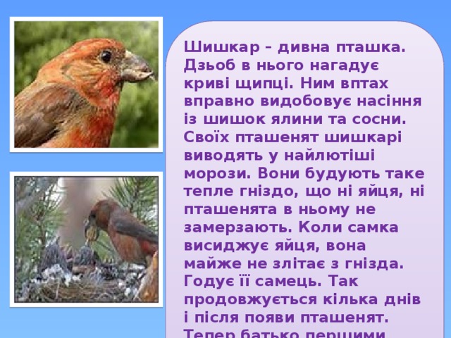 Шишкар – дивна пташка. Дзьоб в нього нагадує криві щипці. Ним вптах вправно видобовує насіння із шишок ялини та сосни. Своїх пташенят шишкарі виводять у найлютіші морози. Вони будують таке тепле гніздо, що ні яйця, ні пташенята в ньому не замерзають. Коли самка висиджує яйця, вона майже не злітає з гнізда. Годує її самець. Так продовжується кілька днів і після появи пташенят. Тепер батько першими годкє малечу, а потім приносить їжу самиці, яка не залишає гнізда. 