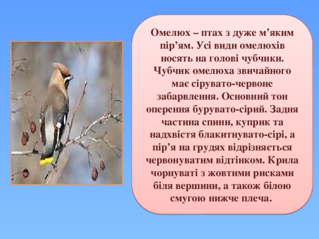 Омелюх – птах з дуже м’яким пір’ям. Усі види омелюхів носять на голові чубчики. Чубчик омелюха звичайного має сірувато-червоне забарвлення. Основний тон оперення бурувато-сірий. Задня частина спини, куприк та надхвістя блакитнувато-сірі, а пір’я на грудях відрізняється червонуватим відтінком. Крила чорнуваті з жовтими рисками біля вершини, а також білою смугою нижче плеча. 