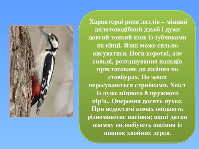  Характерні риси дятлів – міцний долотоподібний дзьоб і дуже довгий тонкий язик із зубчиками на кінці. Язик може сильно висуватися. Ноги короткі, але сильні, розташування пальців пристосоване до лазіння по стовбурах. По землі пересуваються стрибками. Хвіст із дуже міцного й пружного пір'я.. Оперення досить пухке. При недостачі комах поїдають різноманітне насіння; наші дятли взимку видовбують насіння із шишок хвойних дерев. 