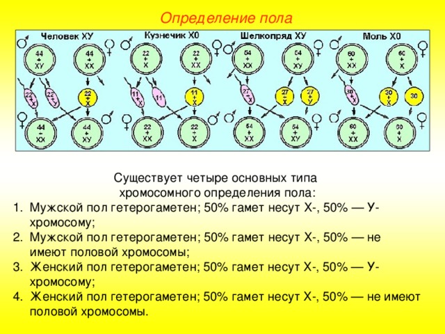 пол человека определяется в момент слияния гамет. Смотреть фото пол человека определяется в момент слияния гамет. Смотреть картинку пол человека определяется в момент слияния гамет. Картинка про пол человека определяется в момент слияния гамет. Фото пол человека определяется в момент слияния гамет