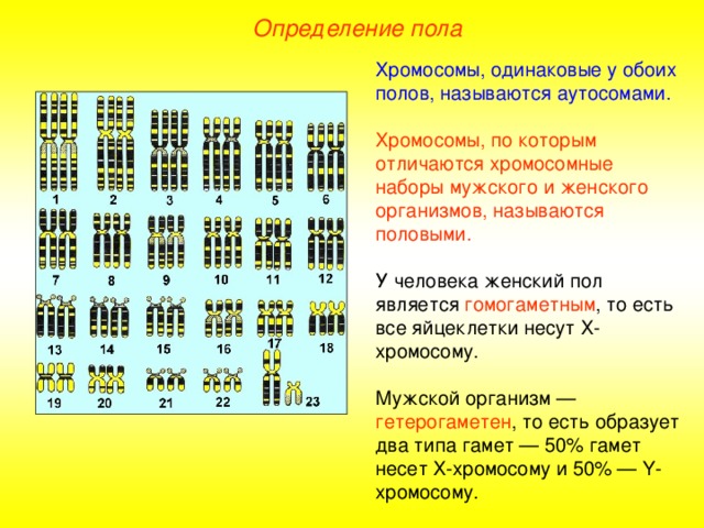 Образец по которому изготавливают изделия одинаковые по форме и размеру называется ответ