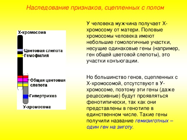 пол человека определяется в момент слияния гамет. Смотреть фото пол человека определяется в момент слияния гамет. Смотреть картинку пол человека определяется в момент слияния гамет. Картинка про пол человека определяется в момент слияния гамет. Фото пол человека определяется в момент слияния гамет