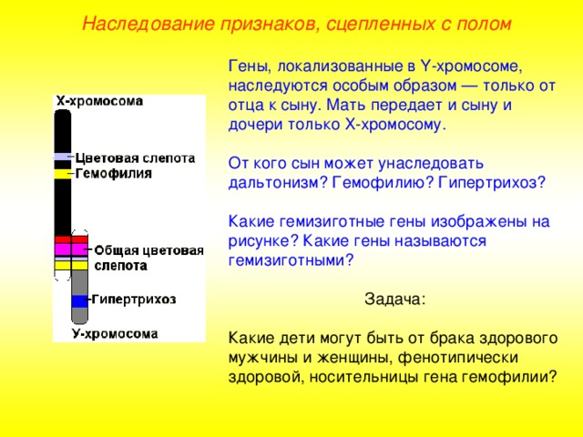 пол человека определяется в момент слияния гамет. Смотреть фото пол человека определяется в момент слияния гамет. Смотреть картинку пол человека определяется в момент слияния гамет. Картинка про пол человека определяется в момент слияния гамет. Фото пол человека определяется в момент слияния гамет