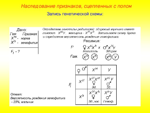 пол человека определяется в момент слияния гамет. Смотреть фото пол человека определяется в момент слияния гамет. Смотреть картинку пол человека определяется в момент слияния гамет. Картинка про пол человека определяется в момент слияния гамет. Фото пол человека определяется в момент слияния гамет