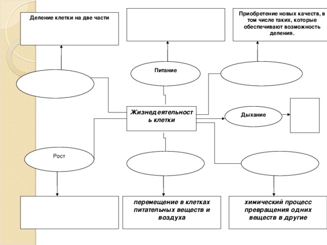 Приобретение новых качеств, в том числе таких, которые обеспечивают возможность деления. Деление клетки на две части Питание Дыхание Жизнедеятельность клетки Рост химический процесс превращения одних веществ в другие  перемещение в клетках питательных веществ и воздуха  