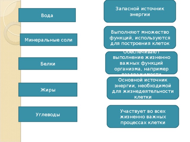 Запасной источник энергии Вода Выполняют множество функций, используются для построения клеток Минеральные соли Обеспечивают выполнение жизненно важных функций организма, например раздражимости Белки Основной источник энергии, необходимой для жизнедеятельности клетки Жиры Участвует во всех жизненно важных процессах клетки Углеводы 