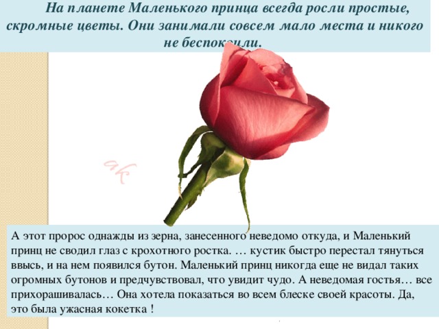  На планете Маленького принца всегда росли простые, скромные цветы. Они занимали совсем мало места и никого не беспокоили.  А этот пророс однажды из зерна, занесенного неведомо откуда, и Маленький принц не сводил глаз с крохотного ростка. … кустик быстро перестал тянуться ввысь, и на нем появился бутон. Маленький принц никогда еще не видал таких огромных бутонов и предчувствовал, что увидит чудо. А неведомая гостья… все прихорашивалась… Она хотела показаться во всем блеске своей красоты. Да, это была ужасная кокетка ! . 