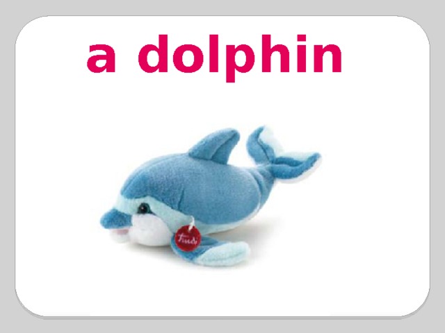 a dolphin 