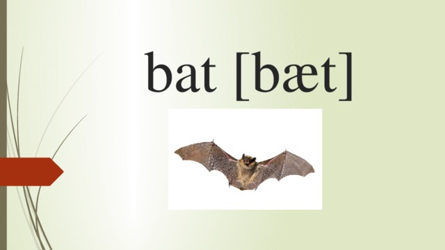 bat [bæt] 
