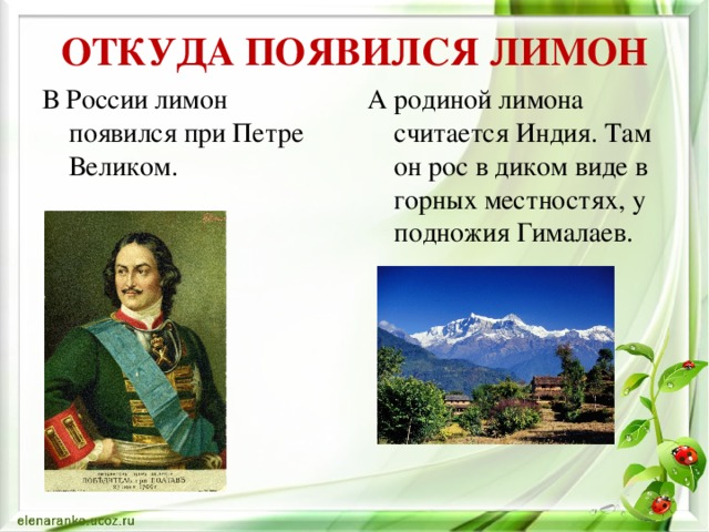 ОТКУДА ПОЯВИЛСЯ ЛИМОН В России лимон появился при Петре Великом. А родиной лимона считается Индия. Там он рос в диком виде в горных местностях, у подножия Гималаев.