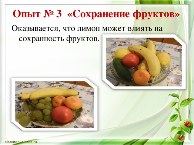 Опыт № 3 «Сохранение фруктов» Оказывается, что лимон может влиять на сохранность фруктов.