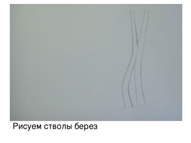 Рисуем стволы берез 