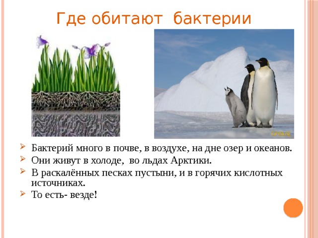 Где обитают бактерии Бактерий много в почве, в воздухе, на дне озер и океанов. Они живут в холоде, во льдах Арктики. В раскалённых песках пустыни, и в горячих кислотных источниках. То есть- везде! 