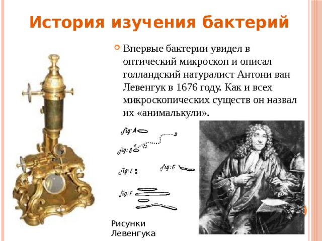История изучения бактерий Впервые бактерии увидел в оптический микроскоп и описал голландский натуралист Антони ван Левенгук в 1676 году. Как и всех микроскопических существ он назвал их «анималькули». Рисунки Левенгука 