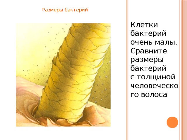 Размеры бактерий Клетки бактерий очень малы. Сравните размеры бактерий с толщиной человеческого волоса 