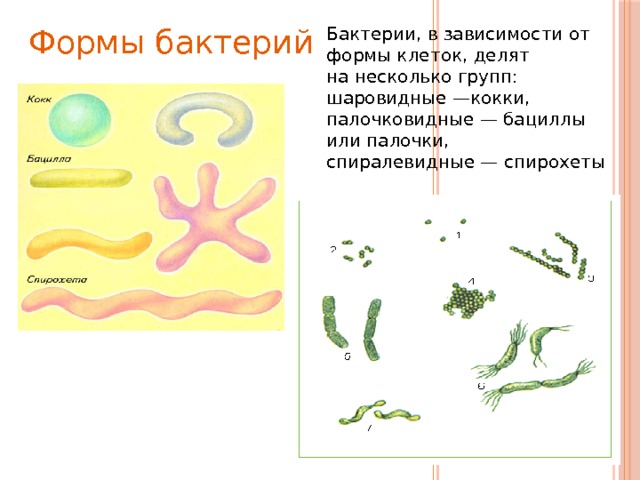 Формы бактерий Бактерии, в зависимости от формы клеток, делят на несколько групп: шаровидные —кокки, палочковидные — бациллы или палочки, спиралевидные — спирохеты 