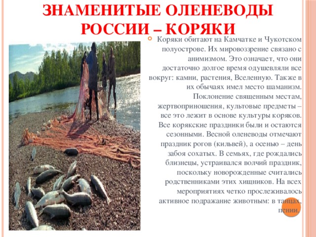 Знаменитые оленеводы России – коряки Коряки обитают на Камчатке и Чукотском полуострове. Их мировоззрение связано с анимизмом. Это означает, что они достаточно долгое время одушевляли все вокруг: камни, растения, Вселенную. Также в их обычаях имел место шаманизм. Поклонение священным местам, жертвоприношения, культовые предметы – все это лежит в основе культуры коряков. Все корякские праздники были и остаются сезонными. Весной оленеводы отмечают праздник рогов (кильвей), а осенью – день забоя сохатых. В семьях, где рождались близнецы, устраивался волчий праздник, поскольку новорожденные считались родственниками этих хищников. На всех мероприятиях четко прослеживалось активное подражание животным: в танцах, пении. 