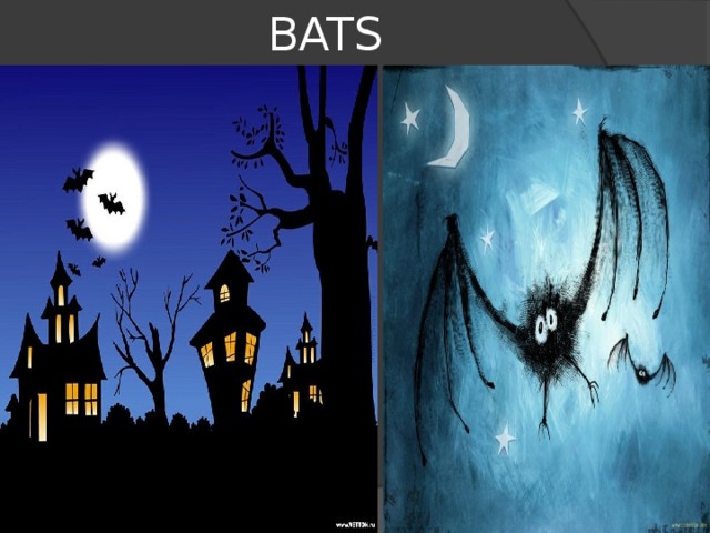 BATS 