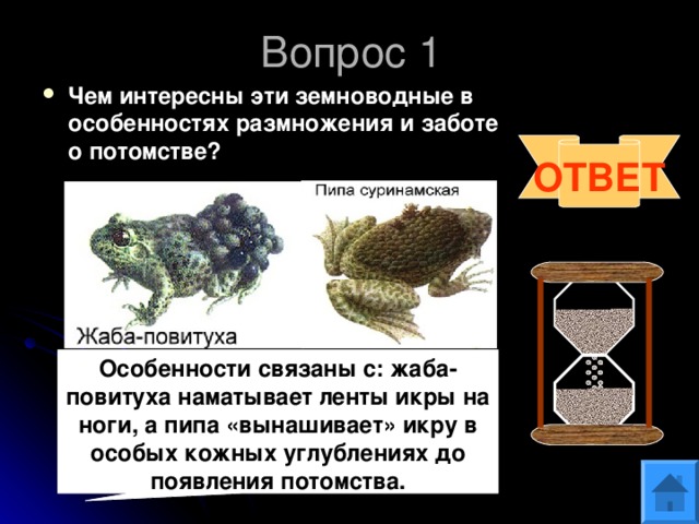 Вопрос 1 Чем интересны эти земноводные в особенностях размножения и заботе о потомстве?  ОТВЕТ Особенности связаны с: жаба-повитуха наматывает ленты икры на ноги, а пипа «вынашивает» икру в особых кожных углублениях до появления потомства. 