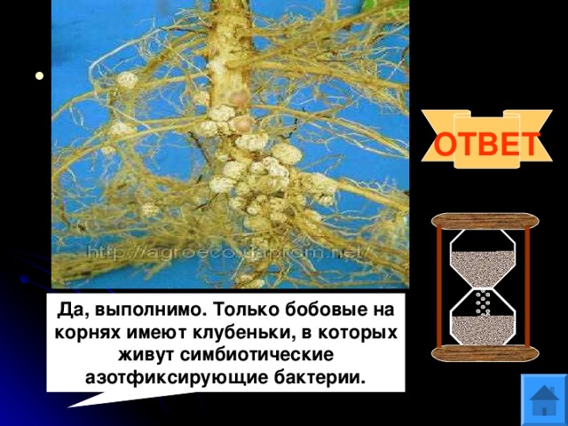 Вопрос 11 На суходольном лугу скосили все растения. Вам предложили выяснить, росли ли на лугу растения из семейства бобовых. Выполнимо ли это задание? Ответ поясните. ОТВЕТ Да, выполнимо. Только бобовые на корнях имеют клубеньки, в которых живут симбиотические азотфиксирующие бактерии. 