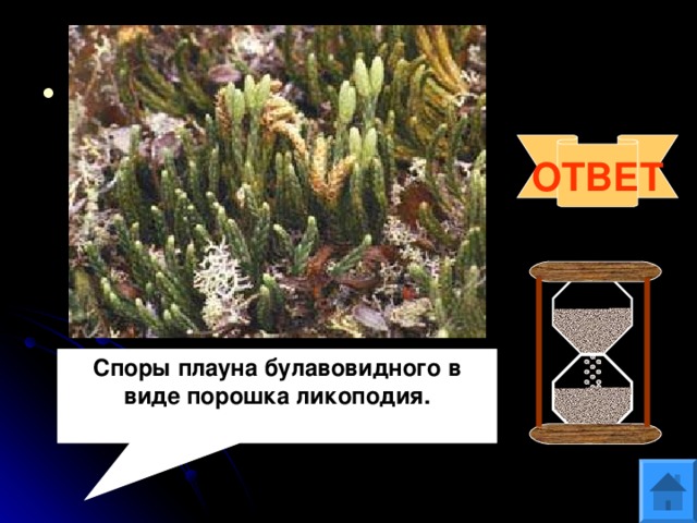 Вопрос 7 Споры какого растения использовались в качестве присыпки в медицине и металлургии? ОТВЕТ Споры плауна булавовидного в виде порошка ликоподия. 