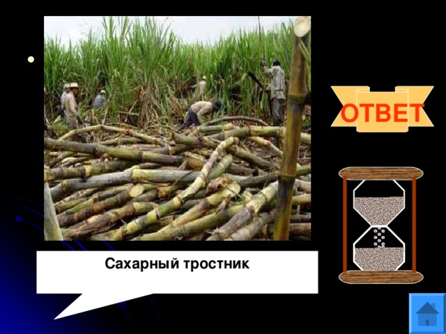 Вопрос 8 Один из воинов Александра Македонского писал об этом растении: «…производил мёд без помощи пчёл». Назовите это растение. ОТВЕТ Сахарный тростник 