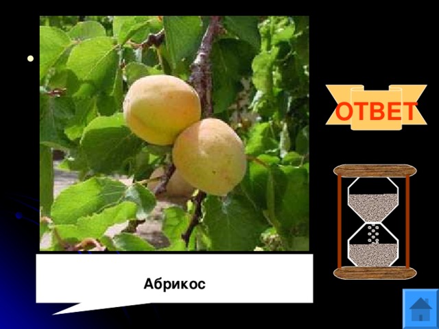 Вопрос 9 В Древнем Риме их называли «невиданно вкусные оранжевые армянские яблоки». Карл Линней увековечил «армянское» происхождение этого культурного растения в его названии- армениака вульгарис. Что это за растение? ОТВЕТ Абрикос 