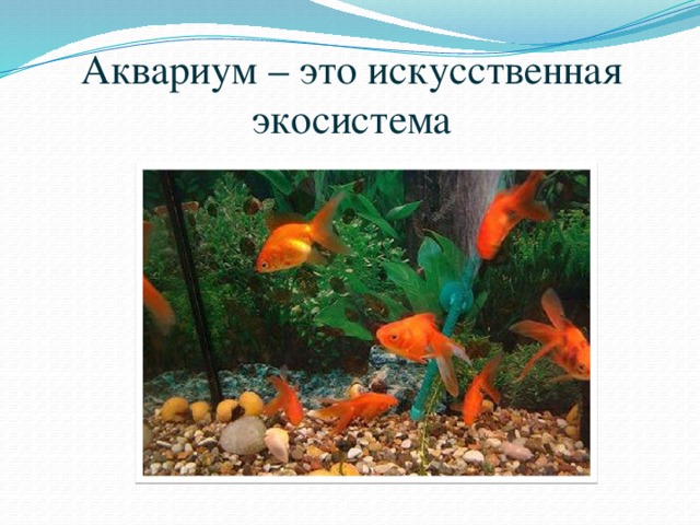 Аквариум пример как искусственной экосистемы Аквариум пример как искусственной экосистемы