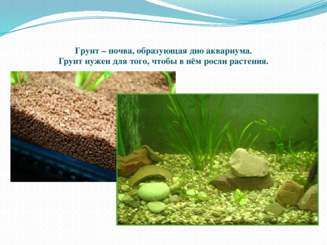 Экосистема аквариума проект