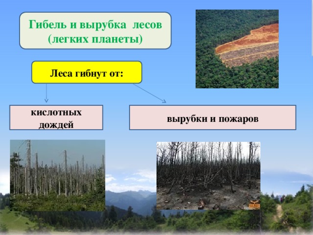 Гибель и вырубка лесов презентация