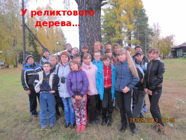 У реликтового дерева… 