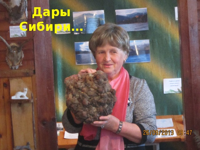 Дары Сибири… 