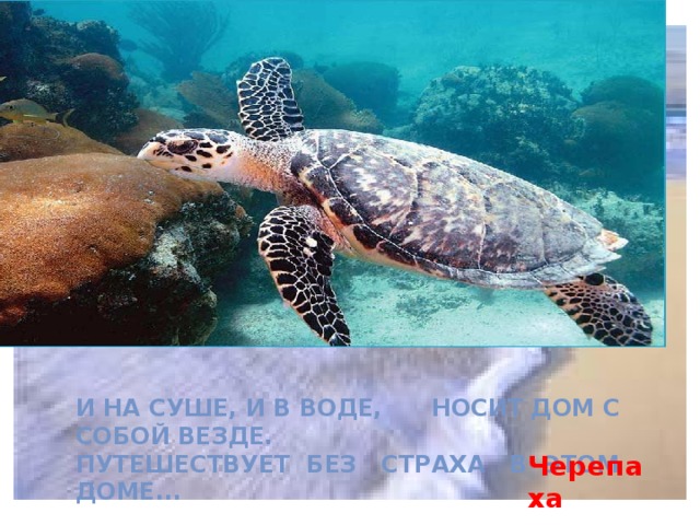 И на суше, и в воде, Носит дом с собой везде. Путешествует без страха В этом доме...   Черепаха 