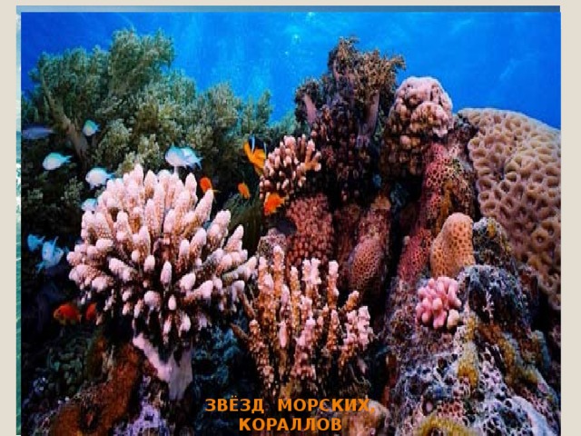 Звёзд морских, кораллов 