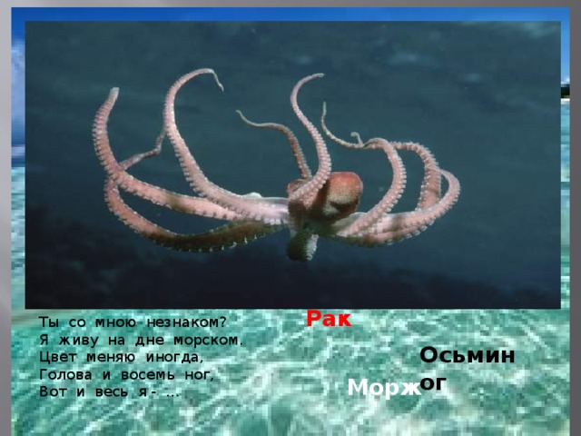 Рак Ты со мною незнаком? Я живу на дне морском. Цвет меняю иногда, Голова и восемь ног, Вот и весь я - …   Осьминог Морж 