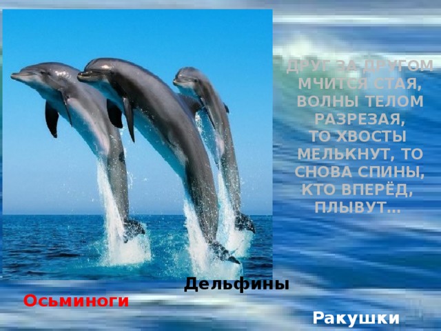 Друг за другом мчится стая,  Волны телом разрезая,  То хвосты мелькнут, то снова спины,  Кто вперёд, плывут… Дельфины Осьминоги  Ракушки 